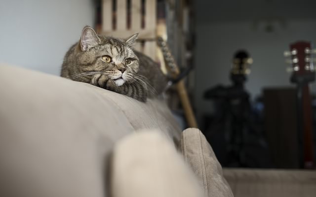 Kot bawiący się na kanapie